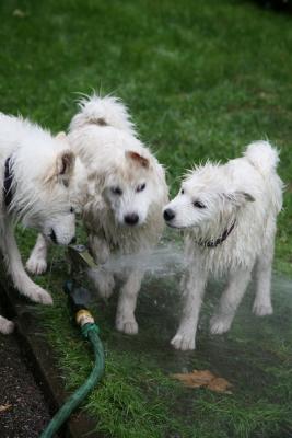 Girls and sprinkler